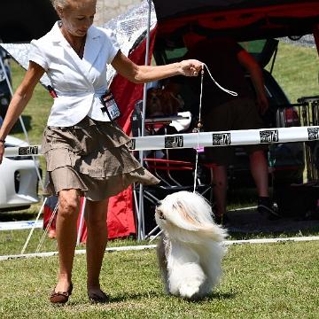 Tinghsa Bells Tibetan Terrier 0138