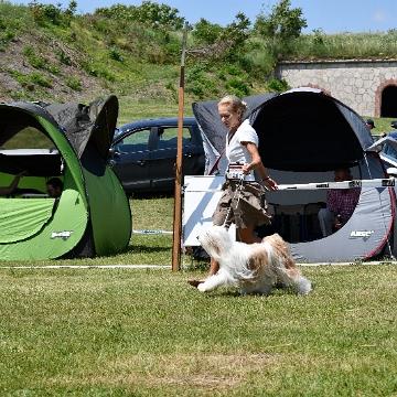 Tinghsa Bells Tibetan Terrier 0141