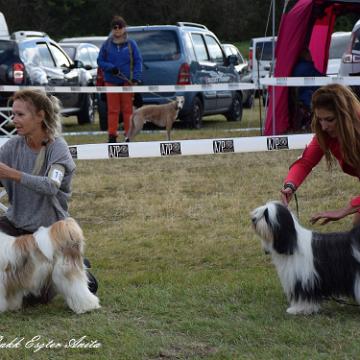 Tinghsa Bells Tibetan Terrier 0144