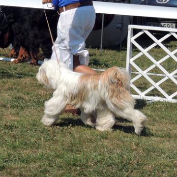 Tinghsa Bells Tibetan Terrier 0145