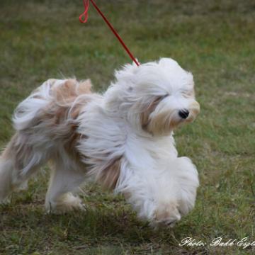 Tinghsa Bells Tibetan Terrier 0147