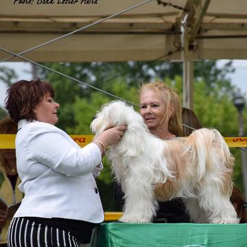 Tinghsa Bells Tibetan Terrier 0149