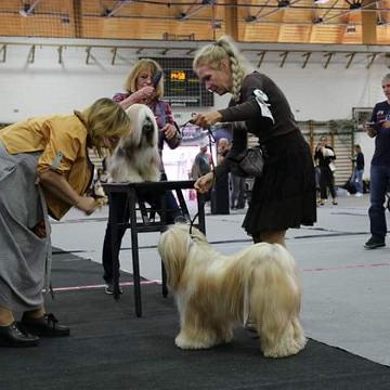 Tinghsa Bells Tibetan Terrier 0153