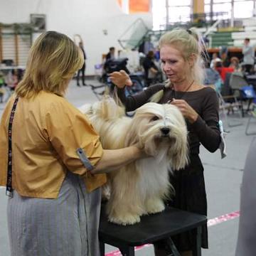 Tinghsa Bells Tibetan Terrier 0154