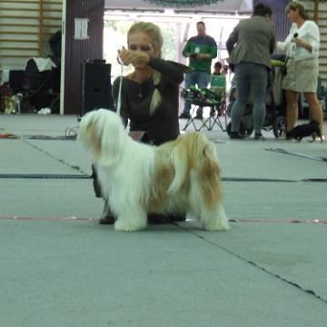 Tinghsa Bells Tibetan Terrier 0156