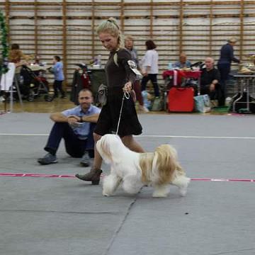 Tinghsa Bells Tibetan Terrier 0158