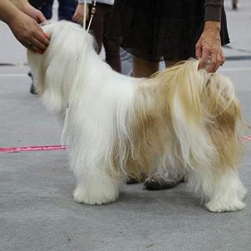 Tinghsa Bells Tibetan Terrier 0159