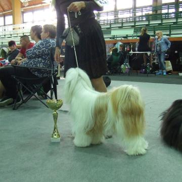 Tinghsa Bells Tibetan Terrier 0160