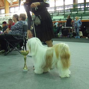 Tinghsa Bells Tibetan Terrier 0161