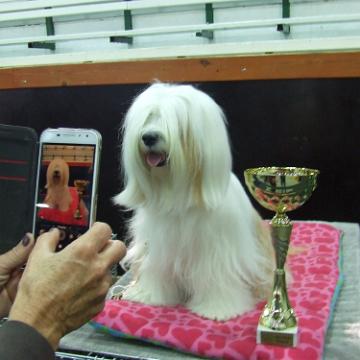 Tinghsa Bells Tibetan Terrier 0162