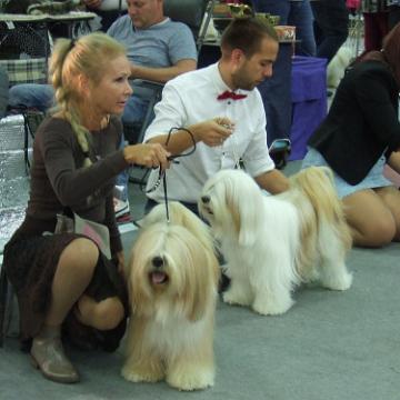 Tinghsa Bells Tibetan Terrier 0164