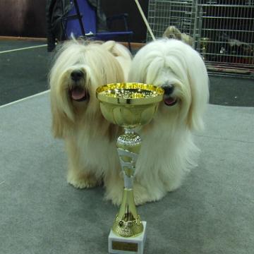 Tinghsa Bells Tibetan Terrier 0165