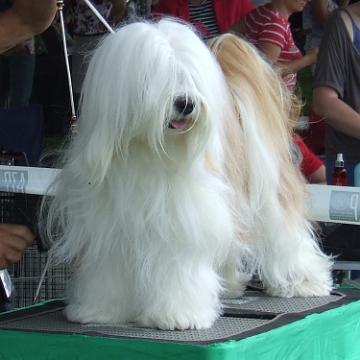 Tinghsa Bells Tibetan Terrier 0168