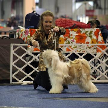 Tinghsa Bells Tibetan Terrier 0169