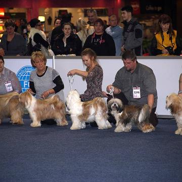 Tinghsa Bells Tibetan Terrier 0170