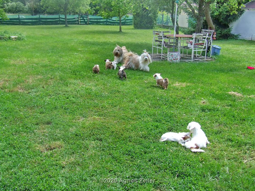 Tinghsa Bells Tibetan Terrier 0025