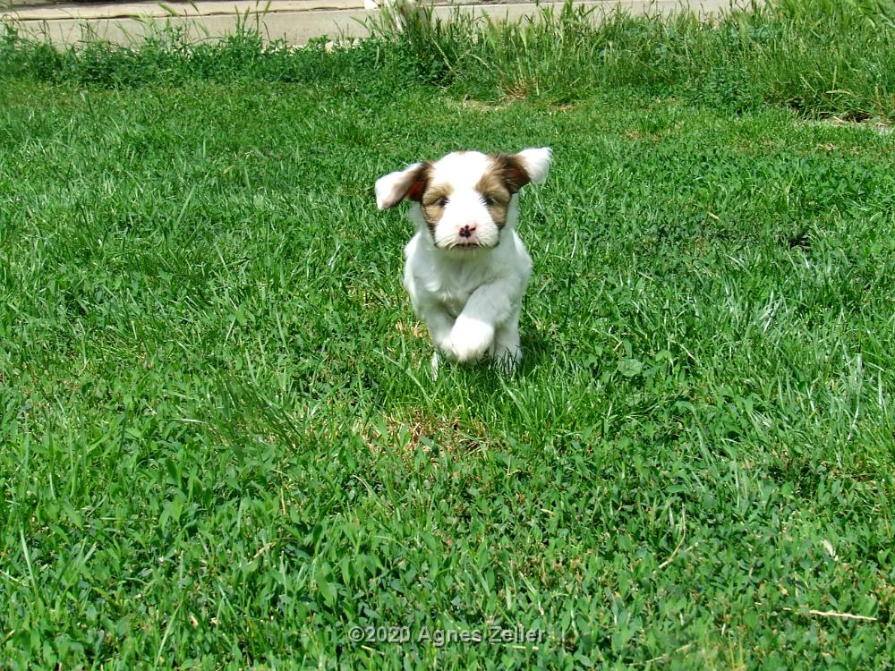 Tinghsa Bells Tibetan Terrier 0183