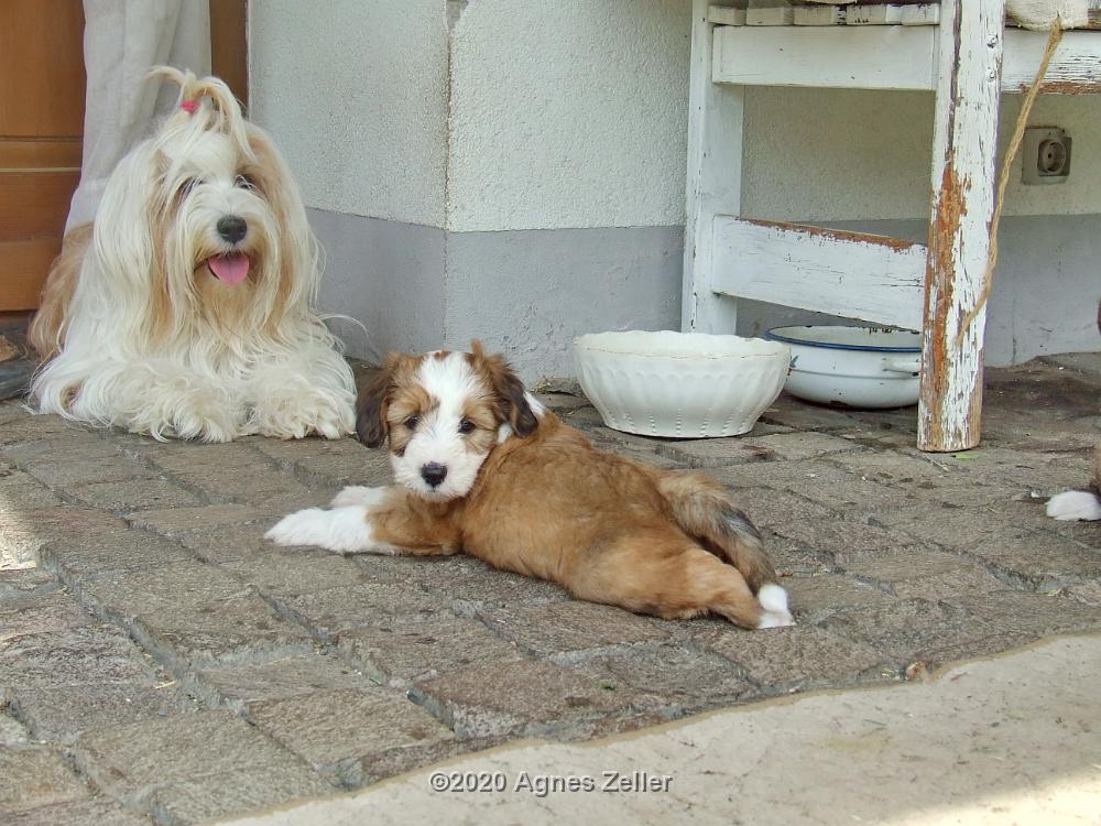 Tinghsa Bells Tibetan Terrier 0185