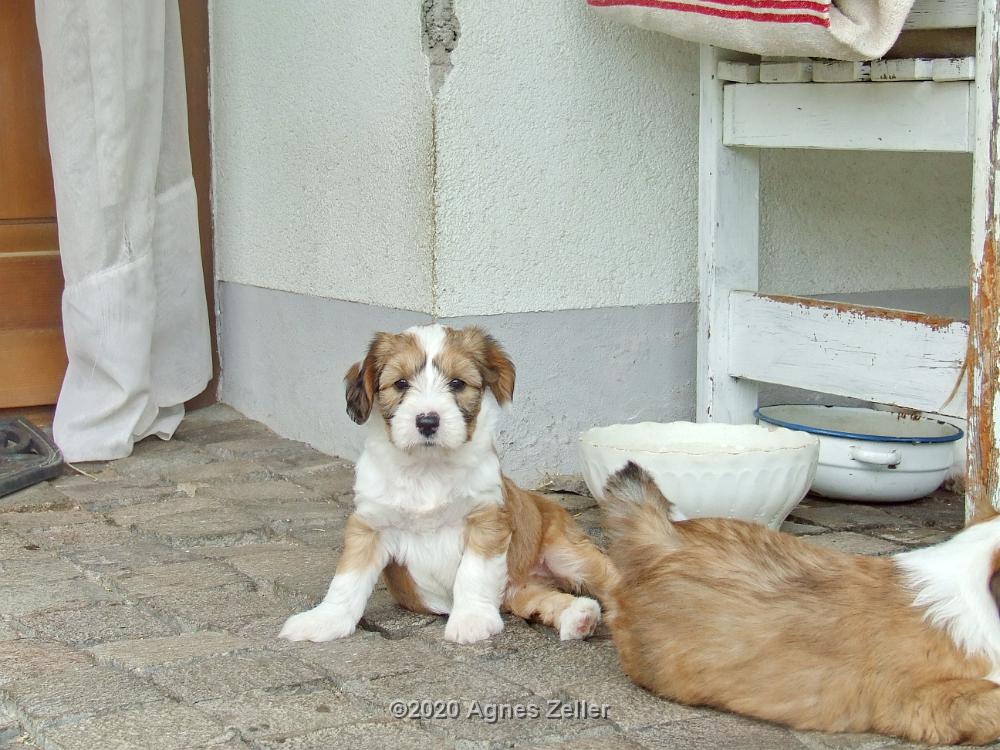 Tinghsa Bells Tibetan Terrier 0188