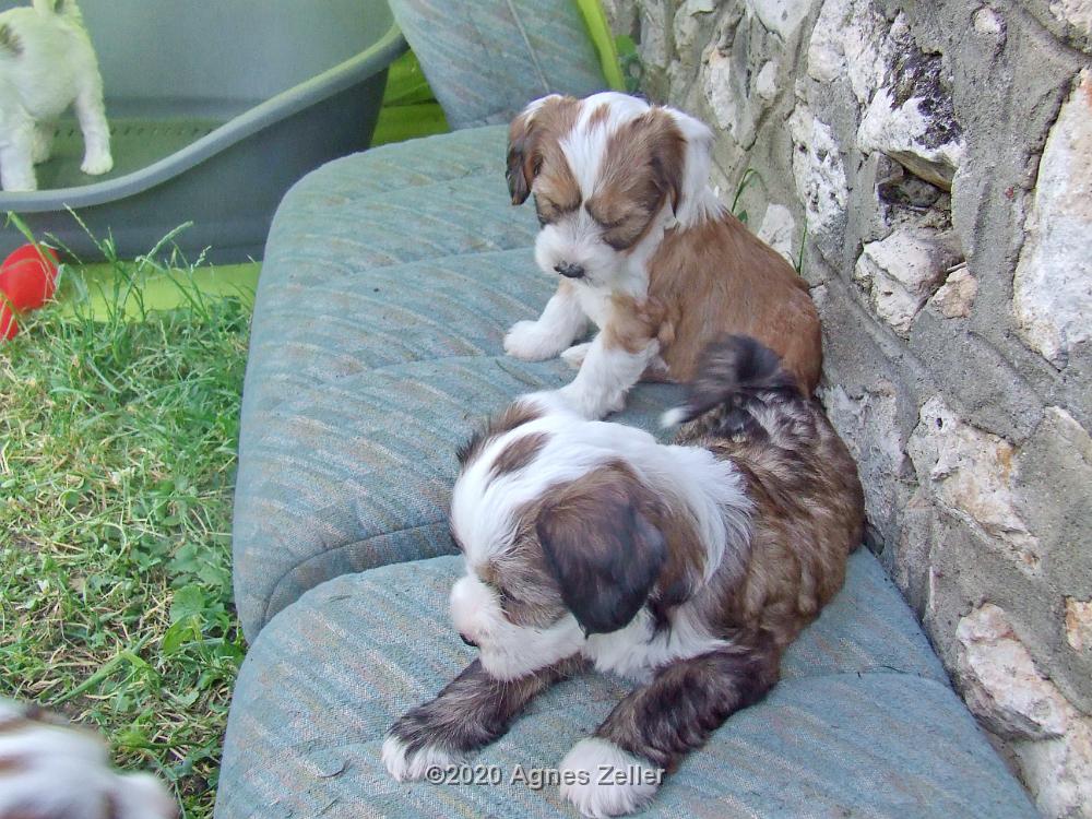 Tinghsa Bells Tibetan Terrier 0191