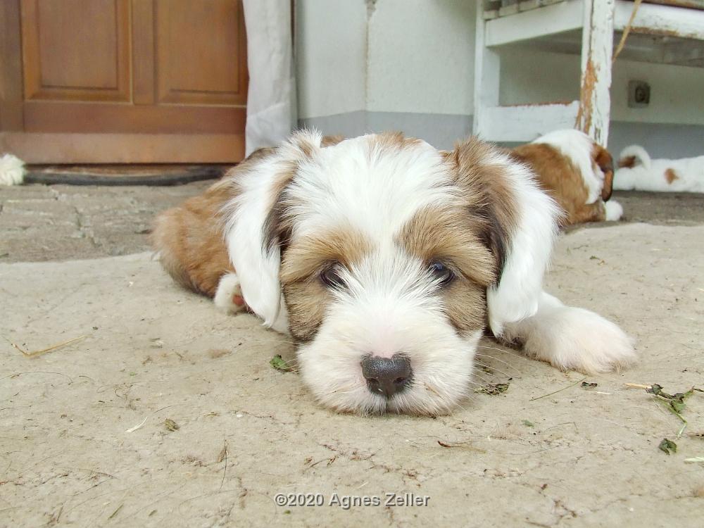 Tinghsa Bells Tibetan Terrier 0194