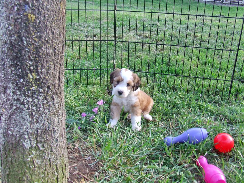 Tinghsa Bells Tibetan Terrier 0195