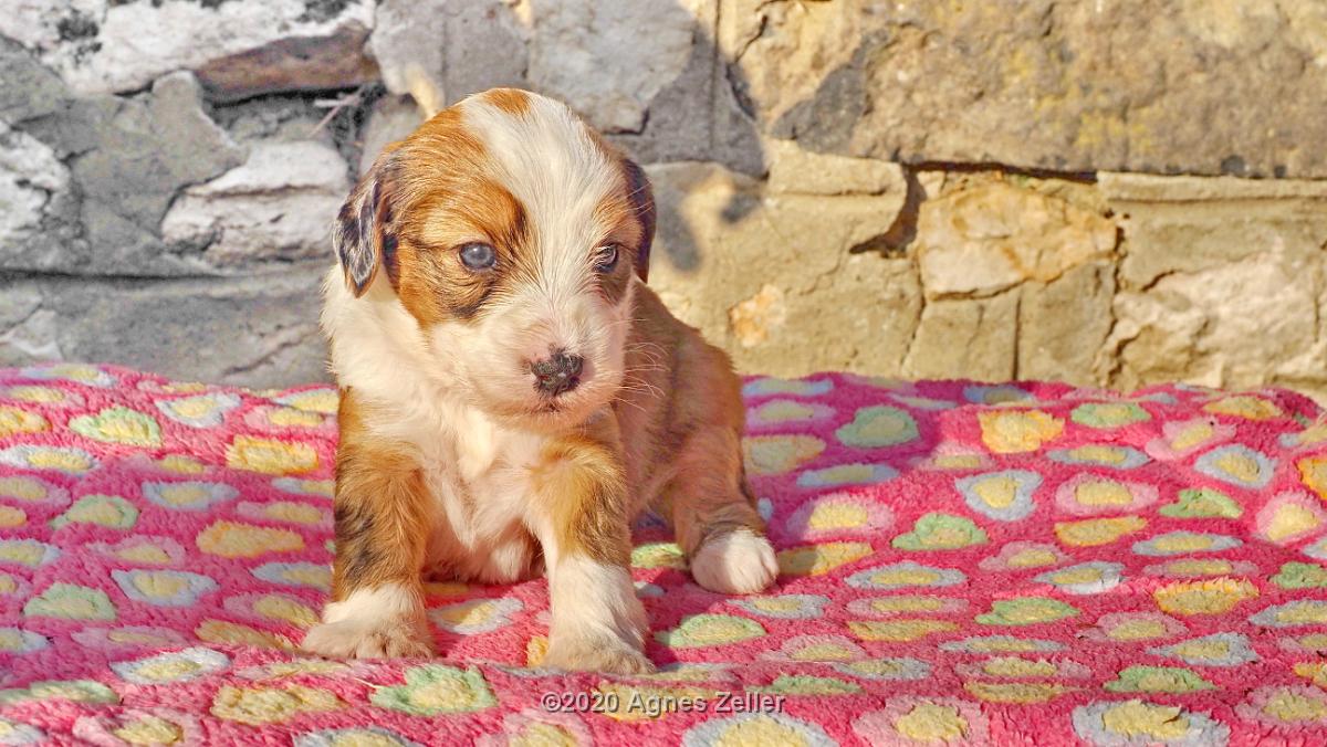 Tinghsa Bells Tibetan Terrier 0204