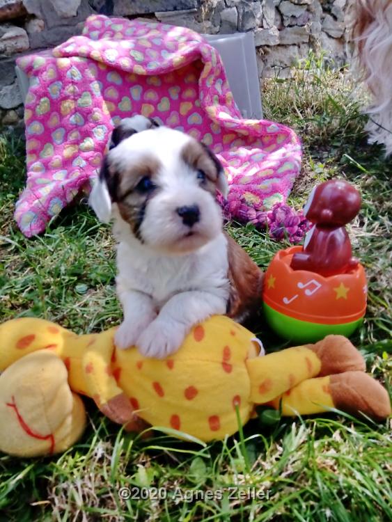 Tinghsa Bells Tibetan Terrier 0206