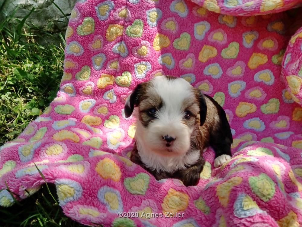 Tinghsa Bells Tibetan Terrier 0207