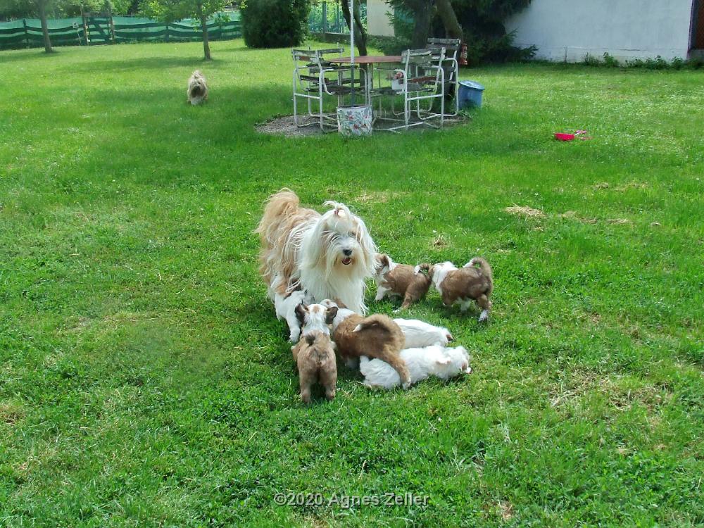 Tinghsa Bells Tibetan Terrier 0208