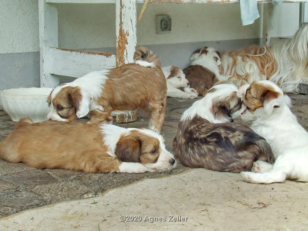 Tinghsa Bells Tibetan Terrier 0215