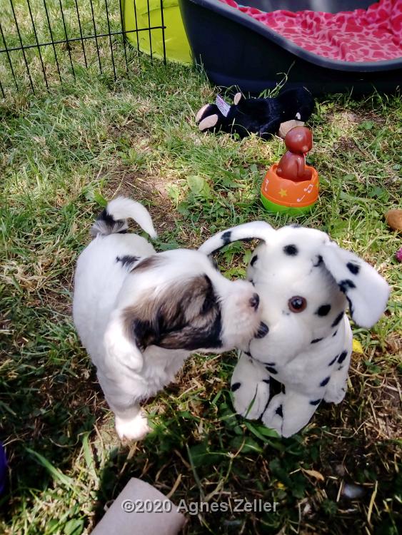 Tinghsa Bells Tibetan Terrier 0217