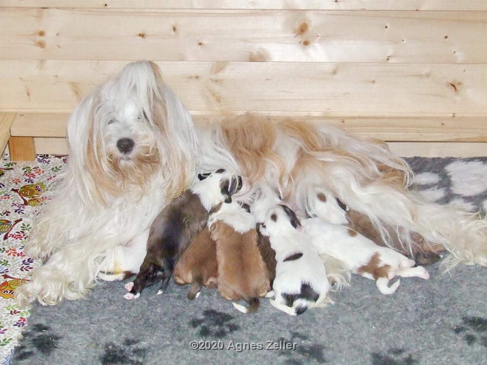 Tinghsa Bells Tibetan Terrier 0219