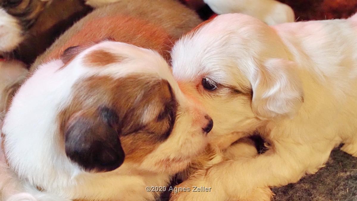 Tinghsa Bells Tibetan Terrier 0227