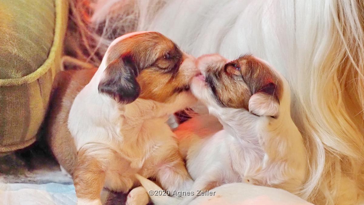 Tinghsa Bells Tibetan Terrier 0230