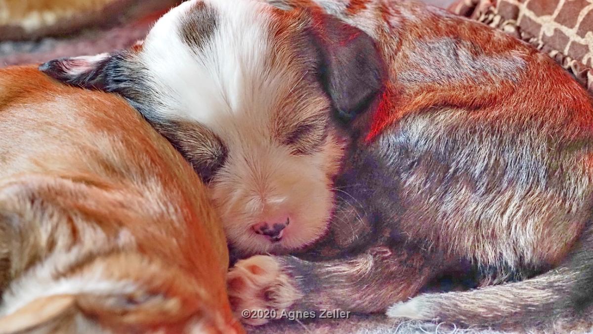 Tinghsa Bells Tibetan Terrier 0231