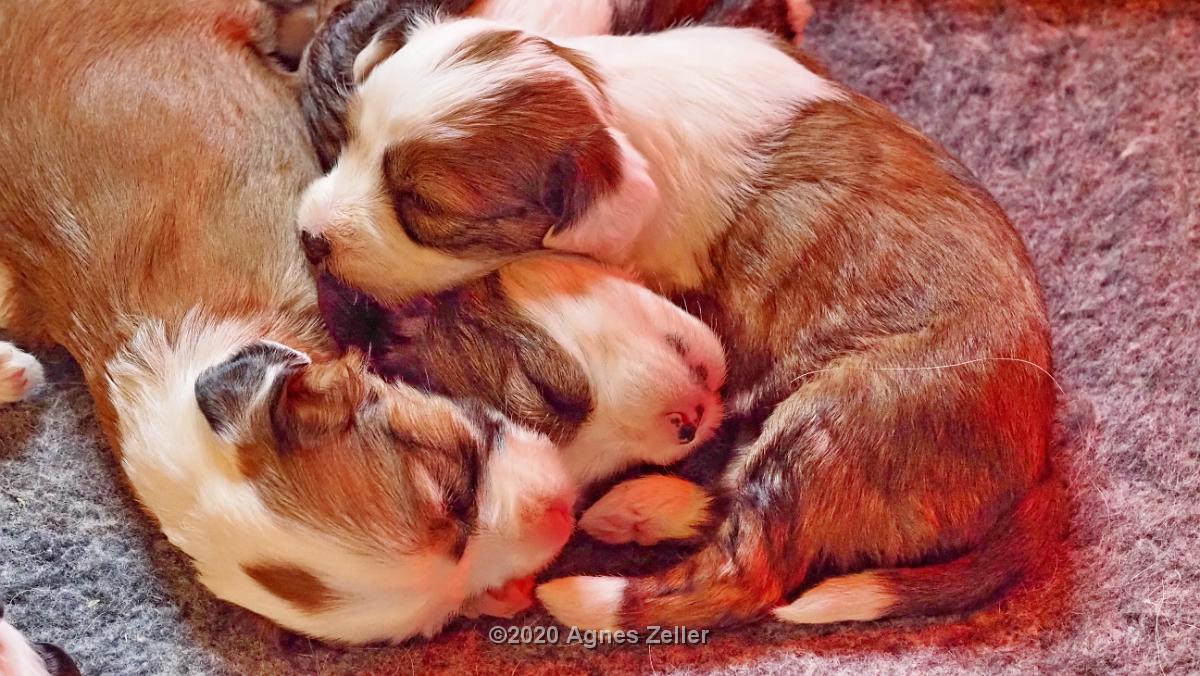 Tinghsa Bells Tibetan Terrier 0235