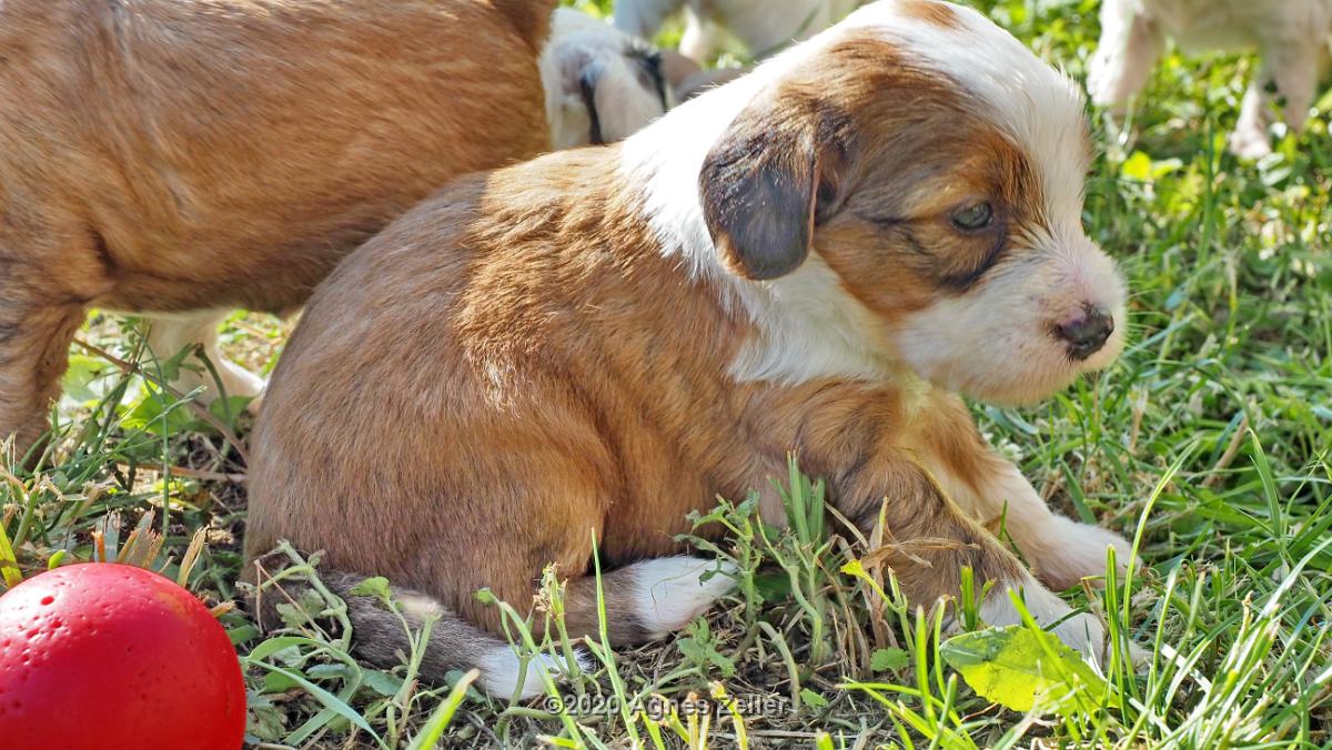 Tinghsa Bells Tibetan Terrier 0246