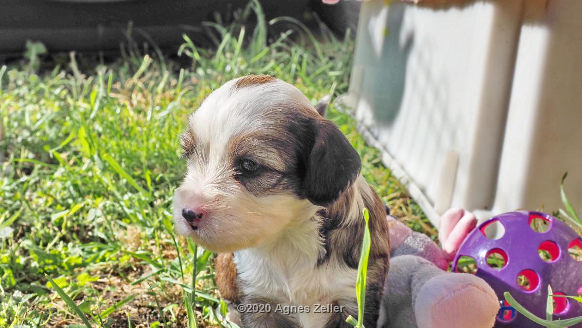 Tinghsa Bells Tibetan Terrier 0247