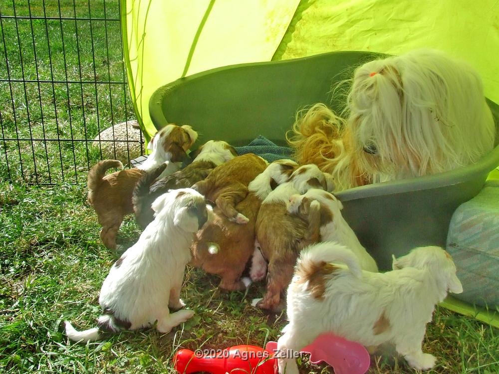 Tinghsa Bells Tibetan Terrier 0250