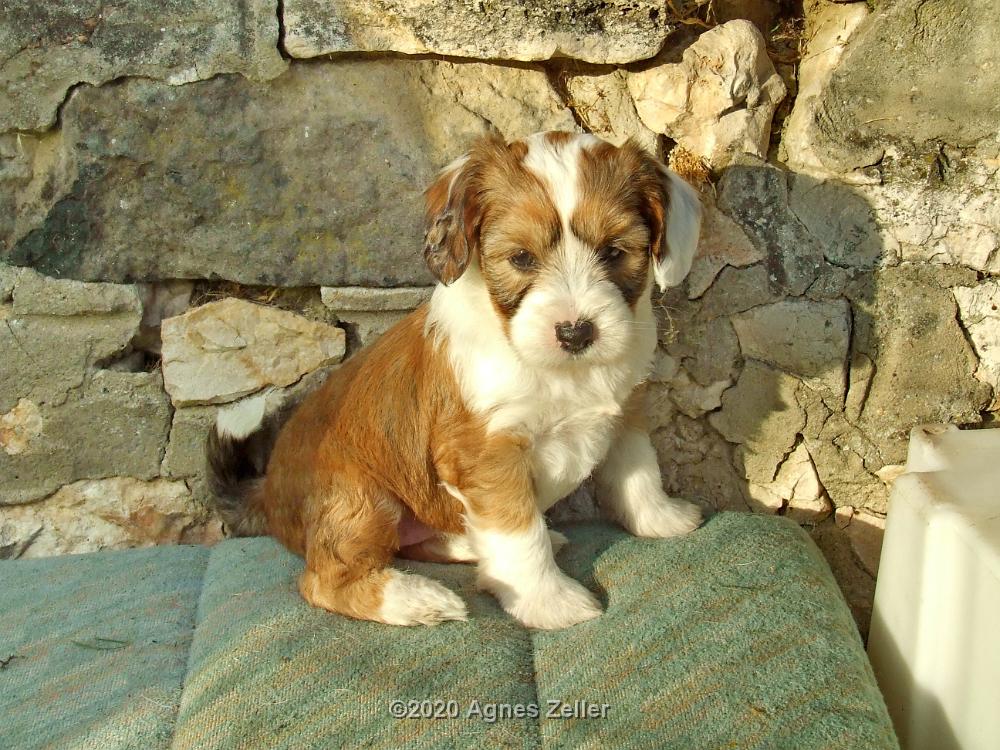 Tinghsa Bells Tibetan Terrier 0252