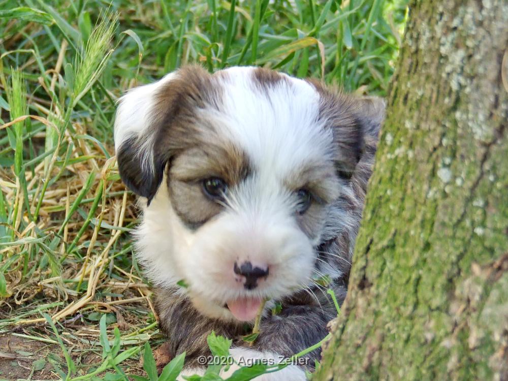 Tinghsa Bells Tibetan Terrier 0254