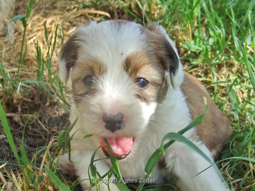 Tinghsa Bells Tibetan Terrier 0256