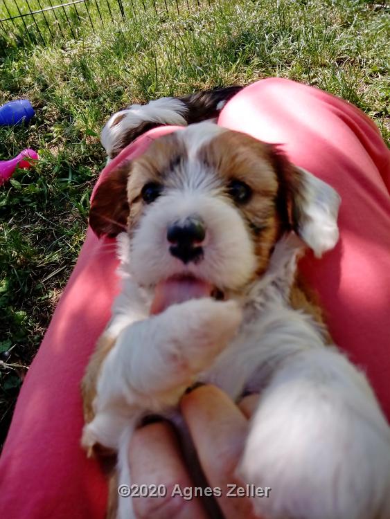 Tinghsa Bells Tibetan Terrier 0257