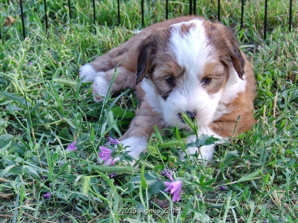 Tinghsa Bells Tibetan Terrier 0258