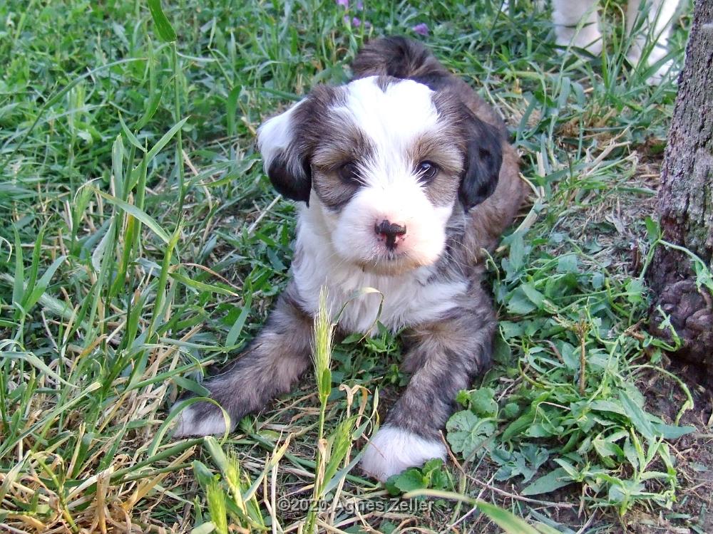 Tinghsa Bells Tibetan Terrier 0259