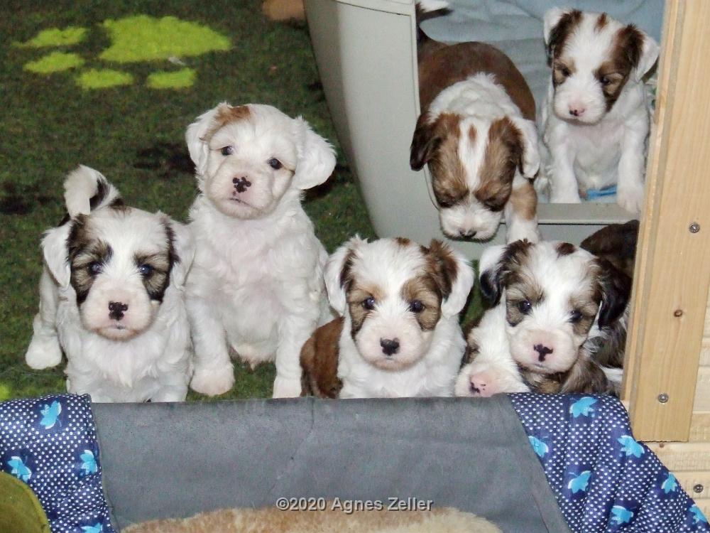 Tinghsa Bells Tibetan Terrier 0261