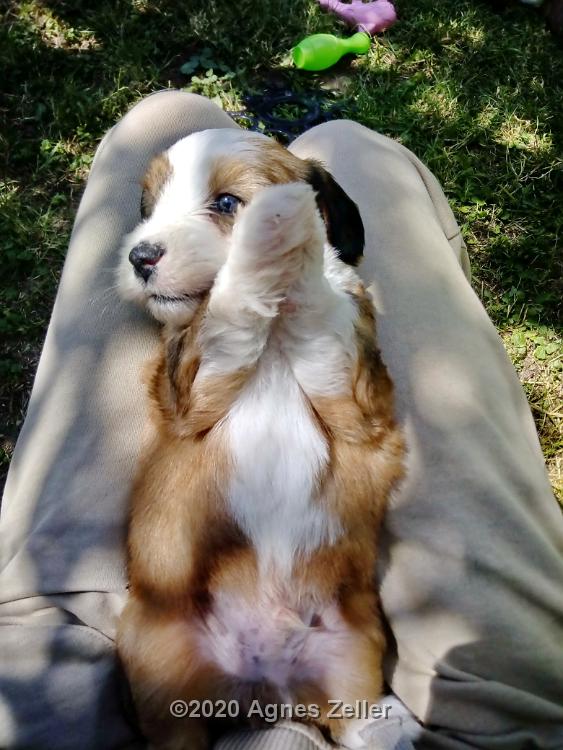 Tinghsa Bells Tibetan Terrier 0268