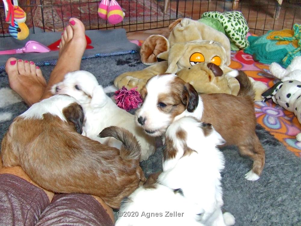 Tinghsa Bells Tibetan Terrier 0272