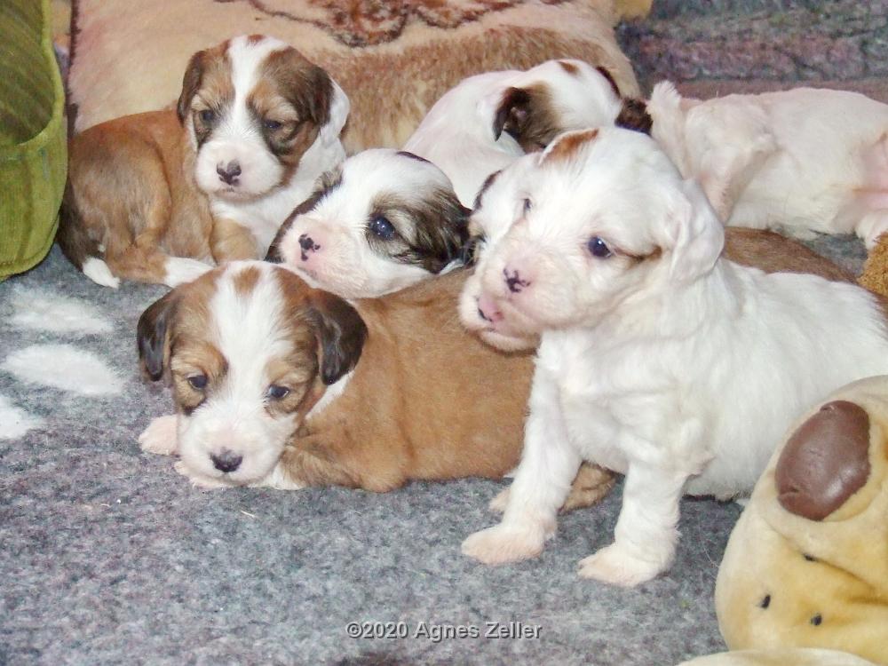 Tinghsa Bells Tibetan Terrier 0273